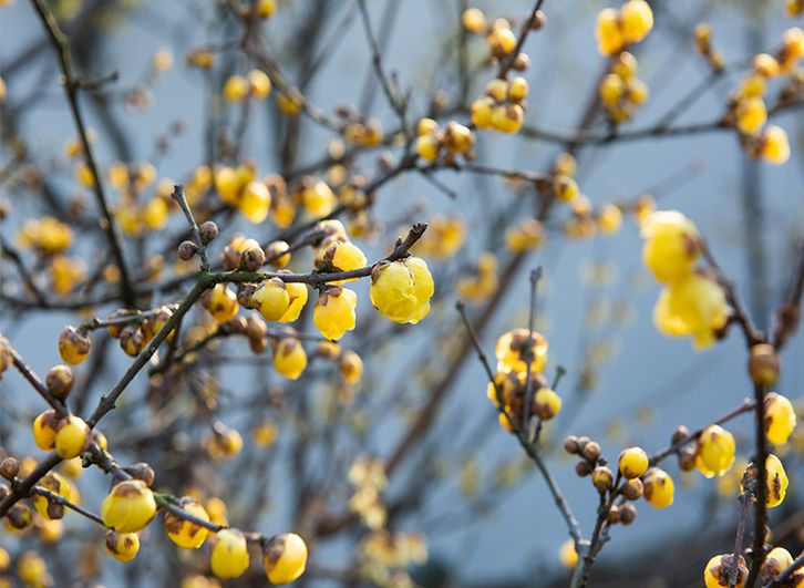 过年家里必摆的九道菜,过年家里摆的喜庆的物件