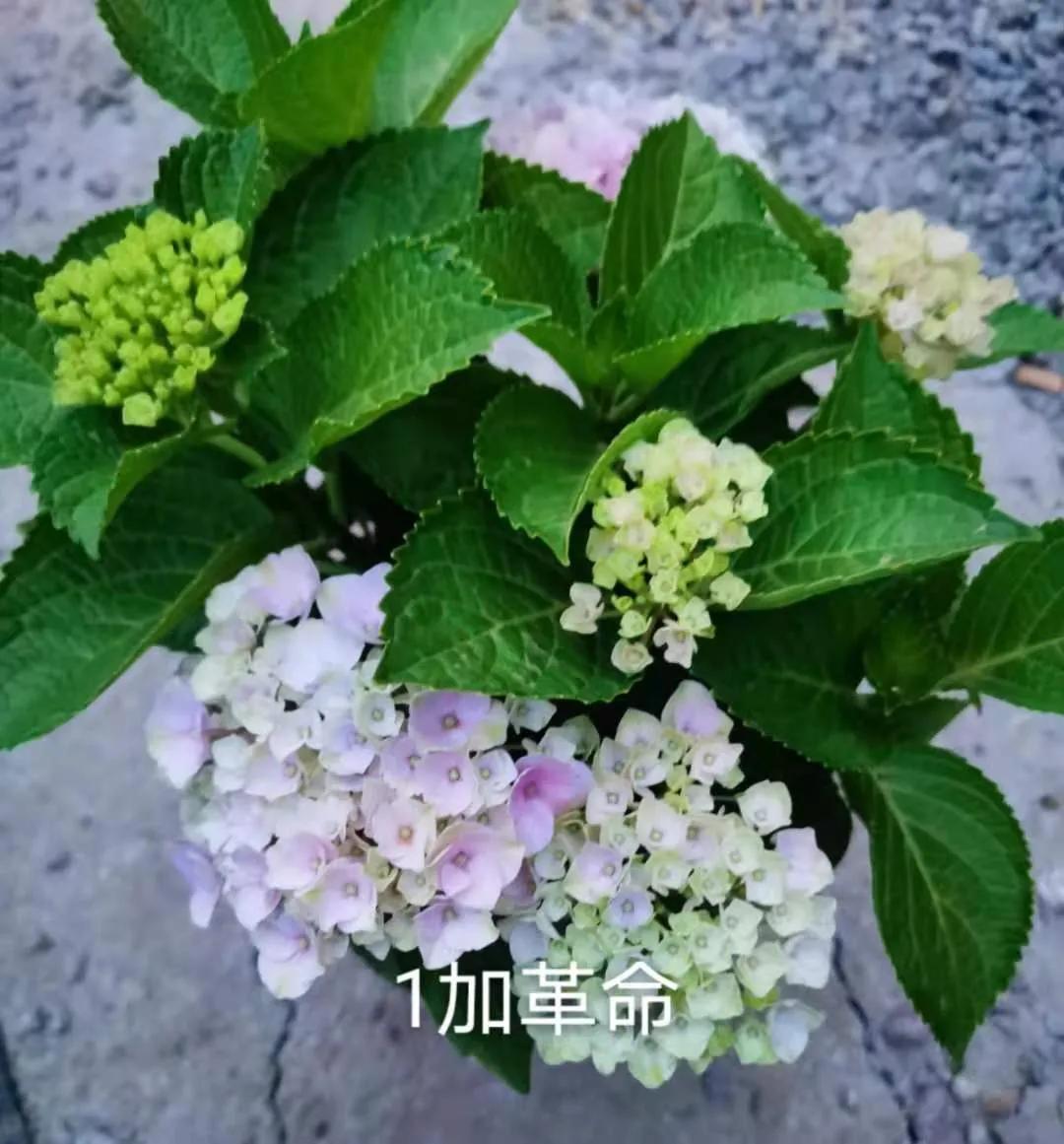春季绣球叶子发皱怎么回事,夏季绣球老叶子都干枯怎么处理