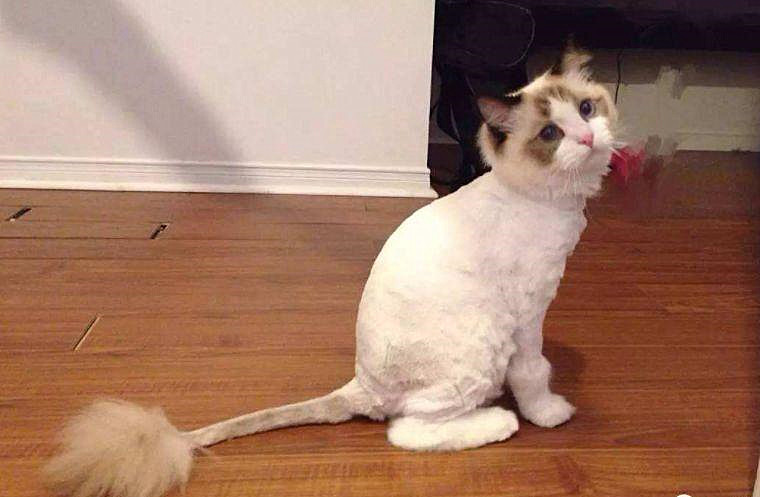 长毛猫身上有跳蚤了需要剃毛,奶牛猫身上有跳蚤用什么药