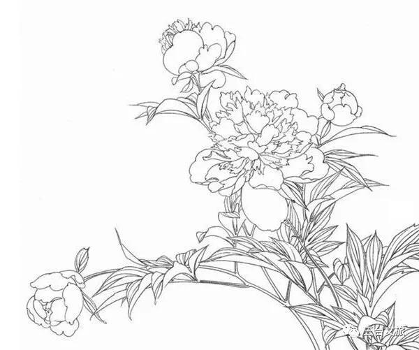 泉城公园芍药花开娇艳欲滴赛牡丹,含苞待放的芍药花娇艳欲滴