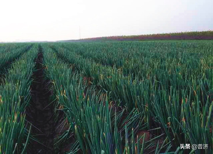 大葱故事大全,大葱民间故事