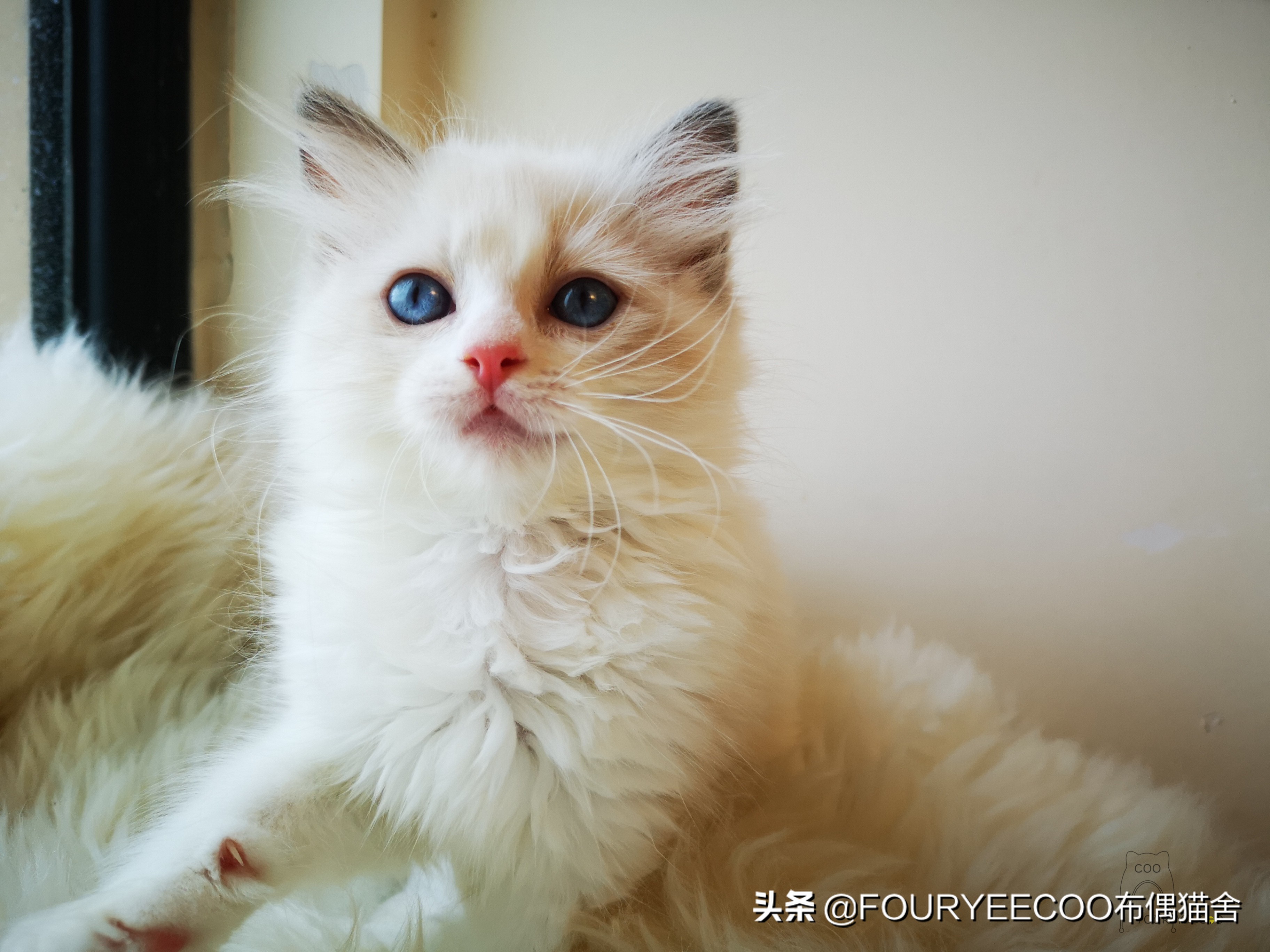 如何训练一只猫,如何训练一只猫用猫砂