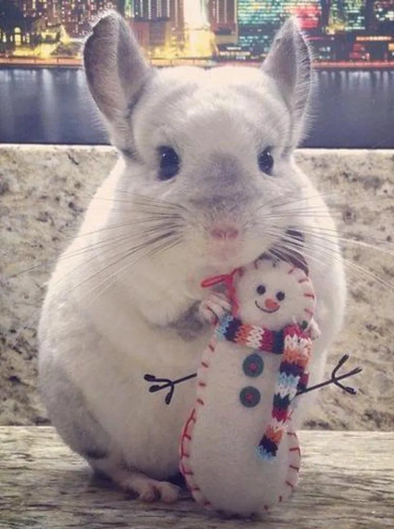 龙猫饲养全科普,科普饲养龙猫小知识