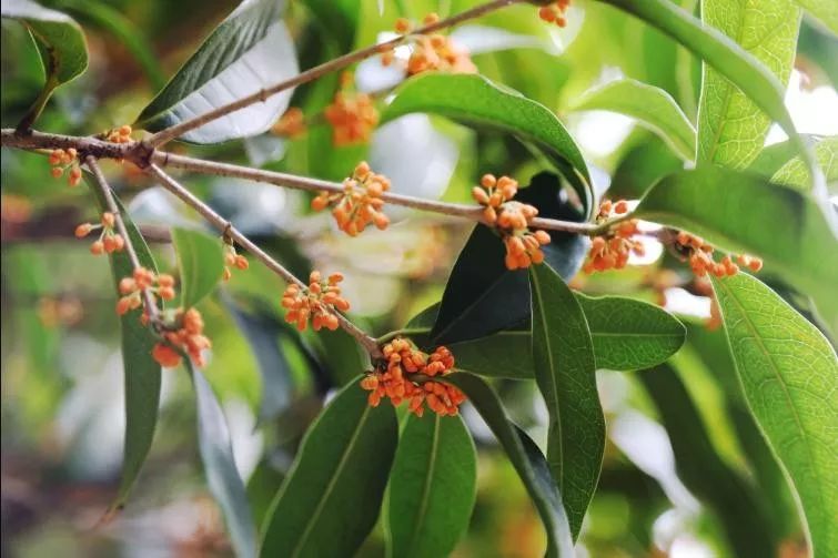 秋意渐浓桂花香气四溢,桂花已开秋意渐浓去哪儿赏桂