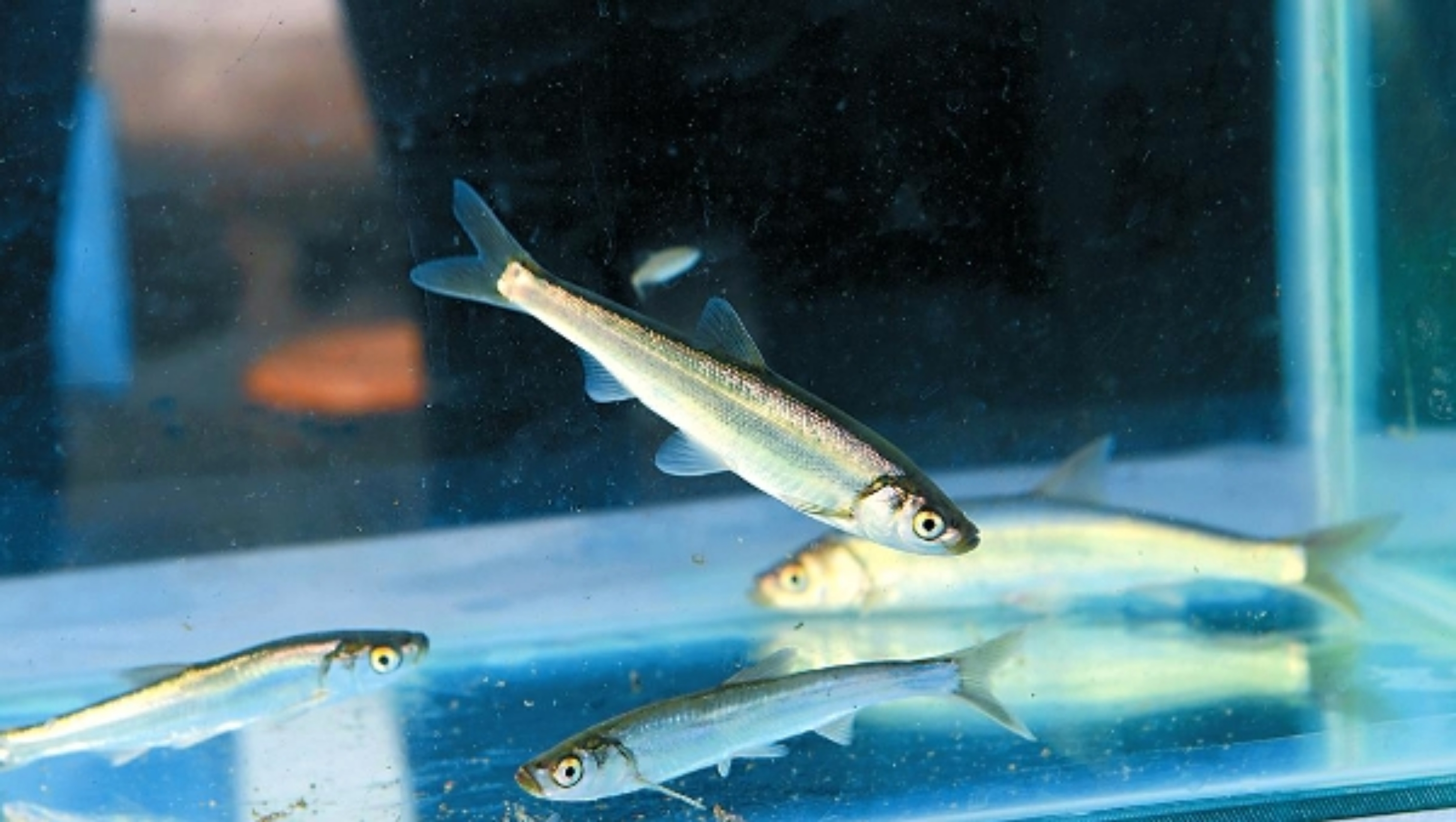 星云湖的危机：太湖银鱼“祸害”30年，如今又患“营养病”？