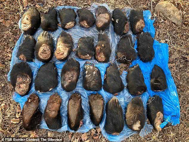 俄罗斯海关查获熊掌 (俄罗斯查获熊掌)