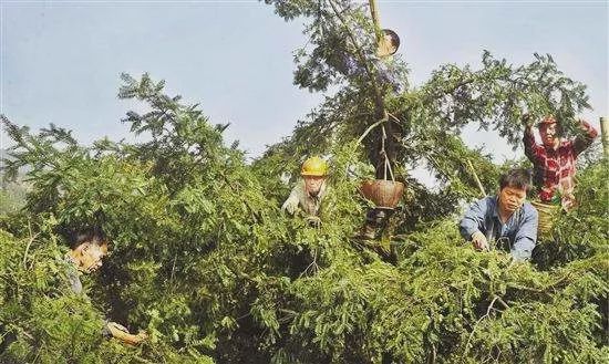 花生腰果哪个好,腰果巴旦木坚果