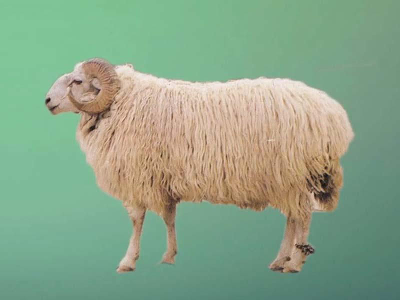 羊毛地毯,羊毛线编织地毯