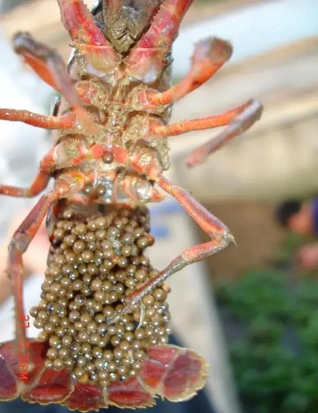 小龙虾洞一般几只龙虾,小龙虾辟谣