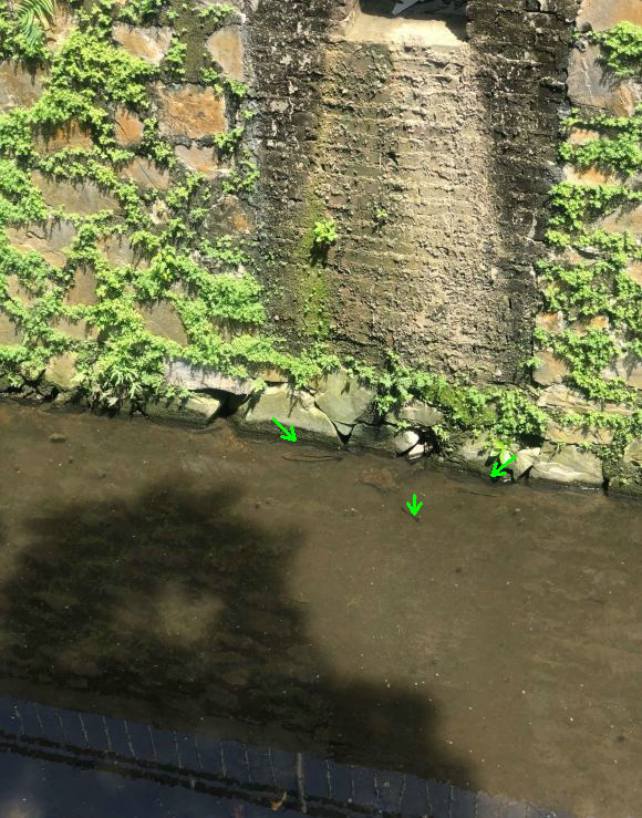 七星鱼？养了一年的鱼塘，年底却捞起一群没见过的怪鱼，能吃吗？