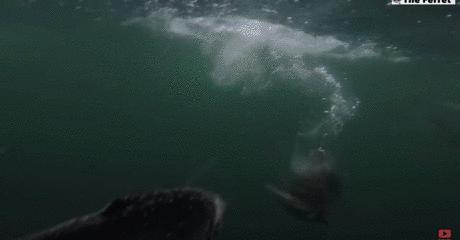 外媒曝光了挪威三文鱼养殖真相吗,最毒的深海三文鱼