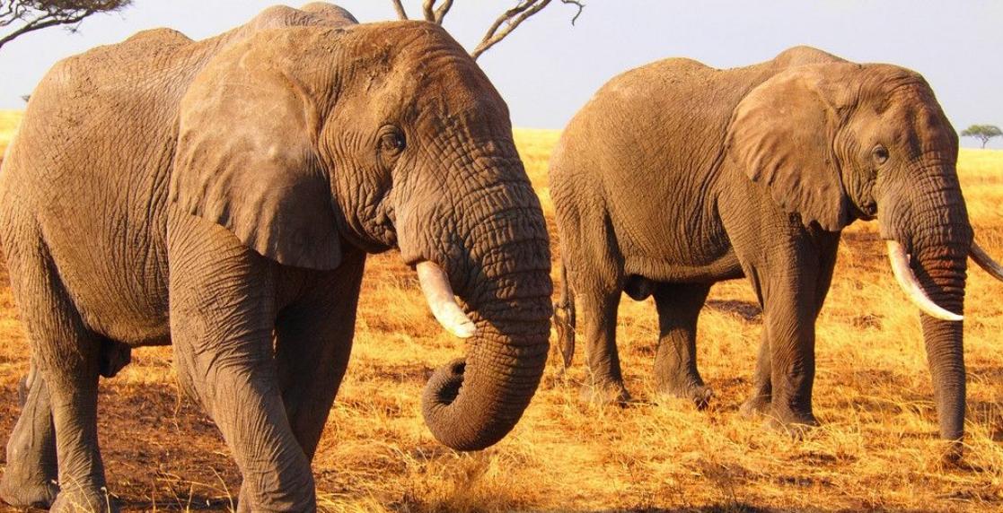 大象啪啪啪的时候是这个样的，如此硕大的动物也有这么温柔的一面