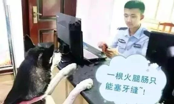 哈士奇跑进派出所,终于知道哈士奇拆家