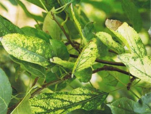 苹果小叶病的原因及防治方法,苹果花叶病是什么症状