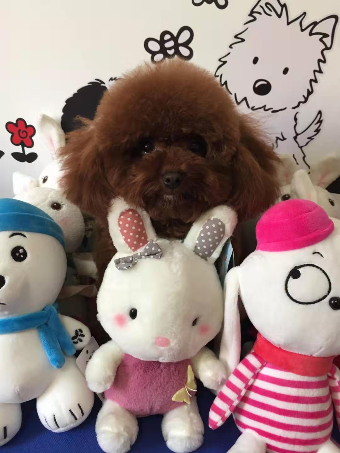 什么样才是真正的茶杯泰迪,如何挑选茶杯体灰泰迪幼犬