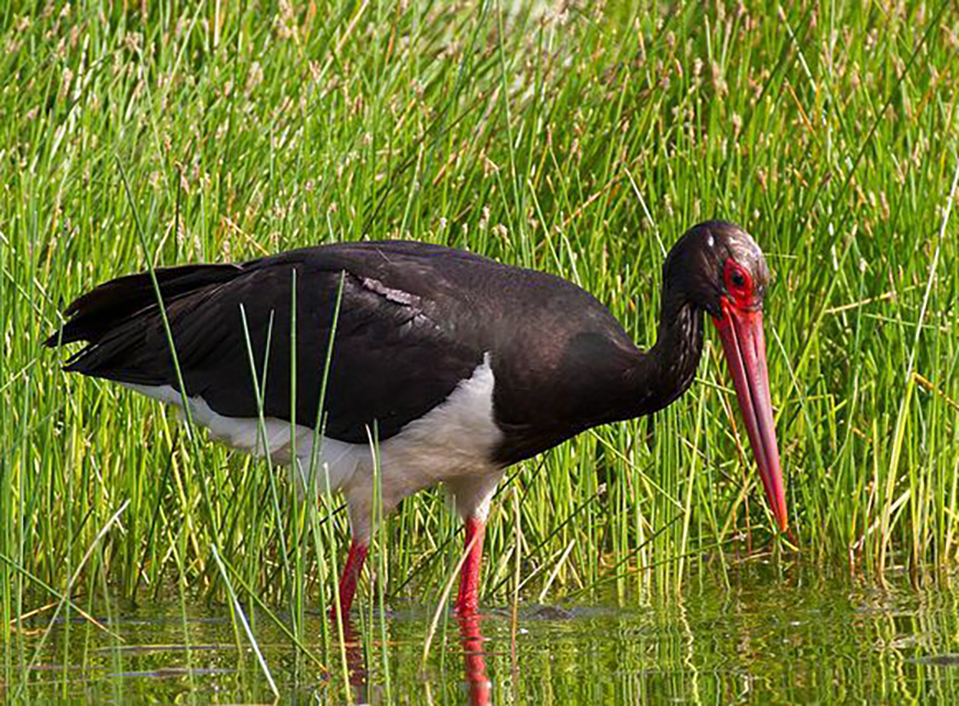 东江揽胜,惠州淡水常见鸟类图谱