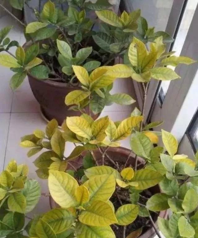 磷酸二氢钾养花怎么用最好,养花什么时候用磷酸二氢钾最合适