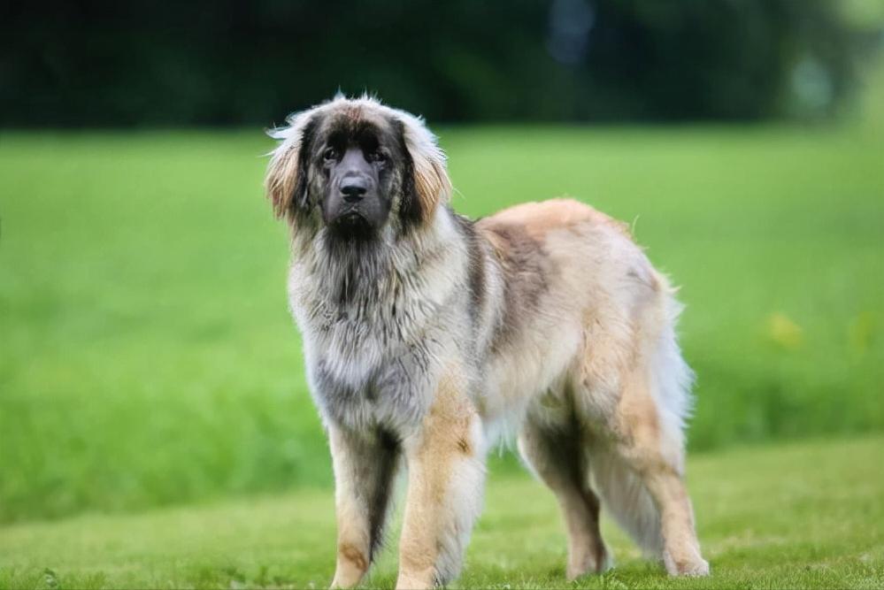 世界上体型巨大的狗,世界上体型最大的犬是什么犬