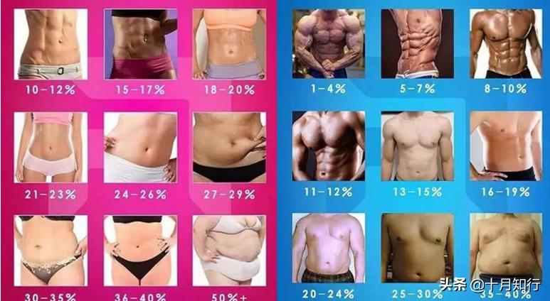 马甲线怎么练又明显又快,马甲线养成记要练多久才能练出来