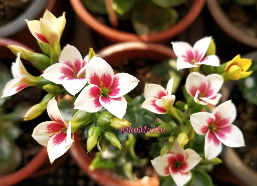 单瓣长寿花品种大全图,长寿花单瓣最好看的品种