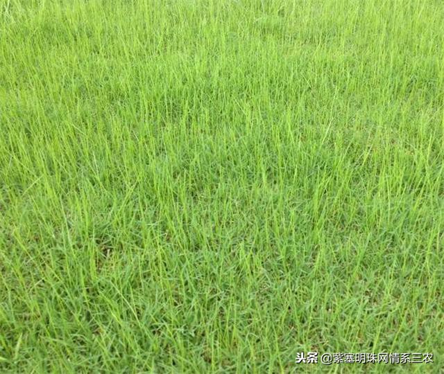 紫塞明珠,紫塞明珠苗木基地在哪里