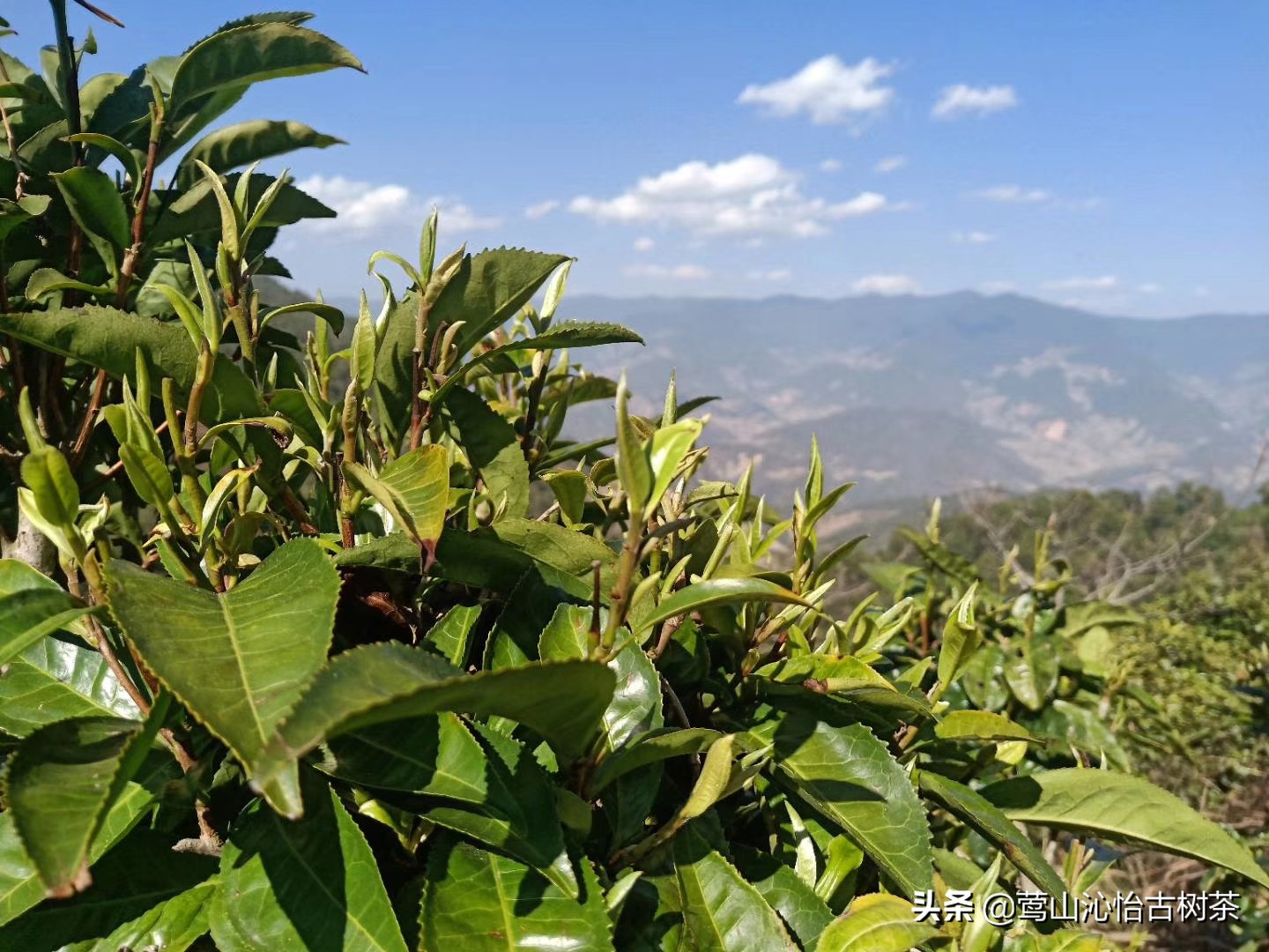 普洱茶生津多久才是好茶,普洱生茶值得细品么