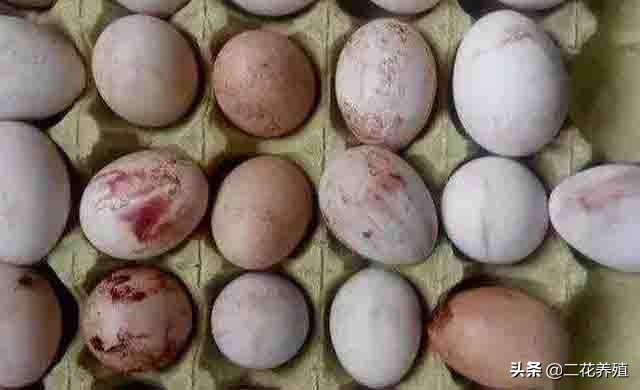 产蛋率低的原因有哪些,蛋鸡输卵管炎为什么要用中药