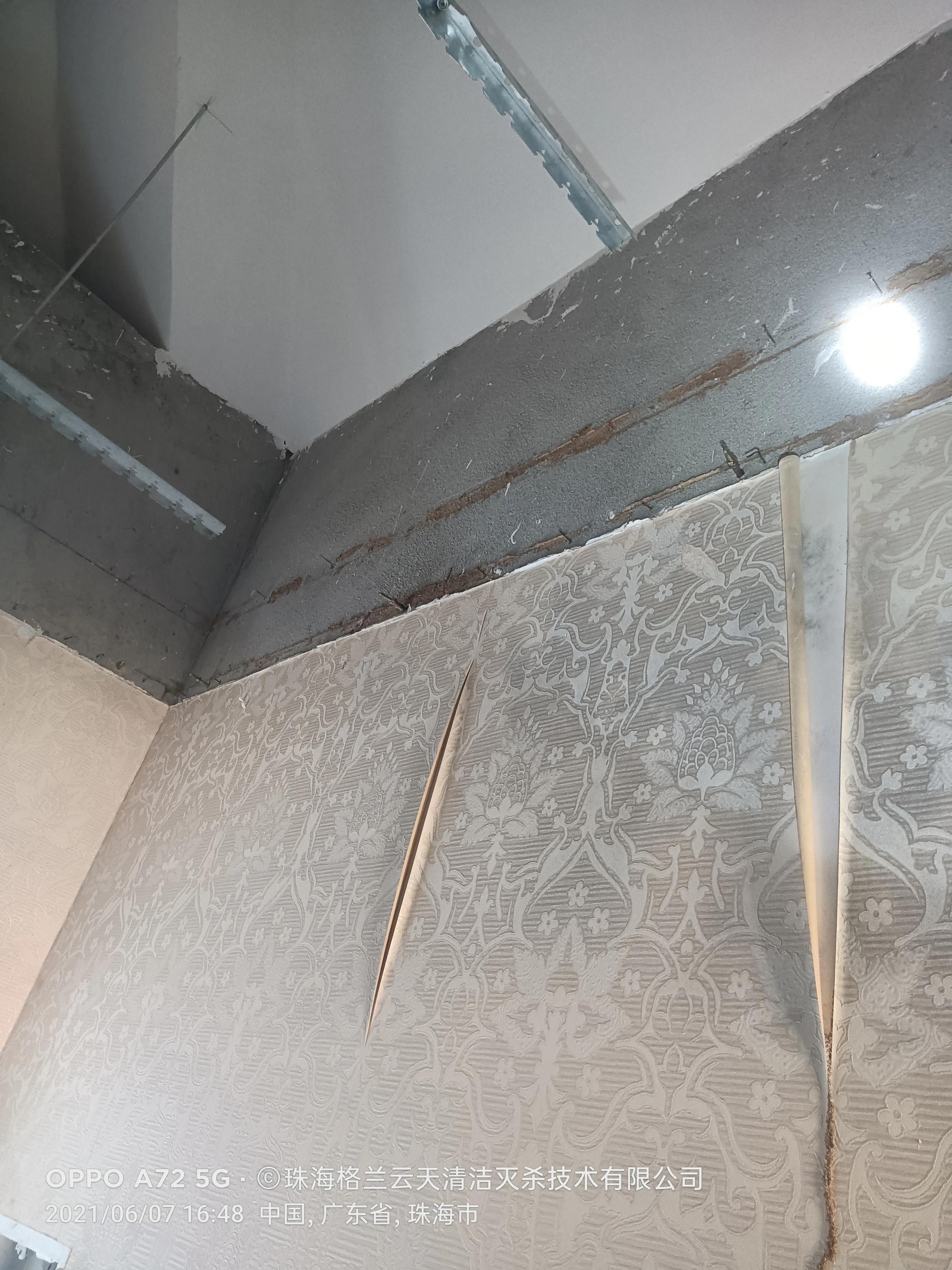 珠海白蚁防治公司现场灭杀白蚁,珠海白蚁防治