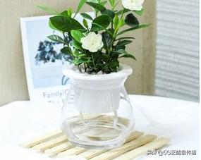 出门不在家怎么给家里的花浇水,出远门再也不用担心你会不会生病