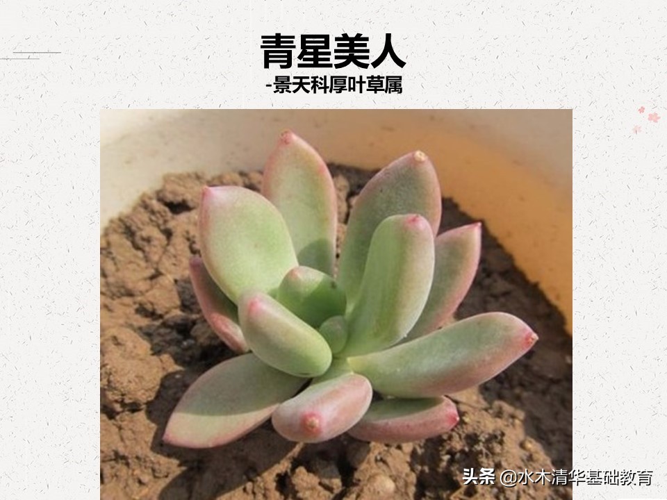 梦幻女王多肉植物百科图谱,原产地多肉植物图谱pdf