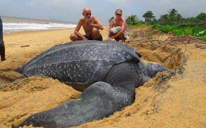 世界上最大的龟将近2000斤,世界上最大的体型的龟