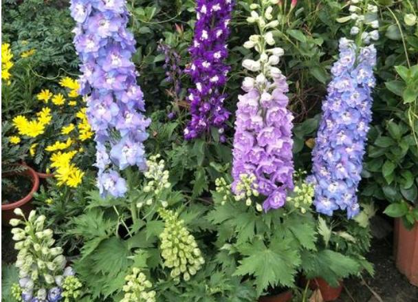 飞燕草黑斑怎么办,飞燕草叶片发黄焦边