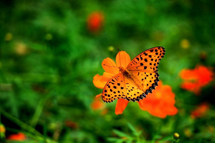 原创蝴蝶恋花,蝶恋花蝴蝶原唱