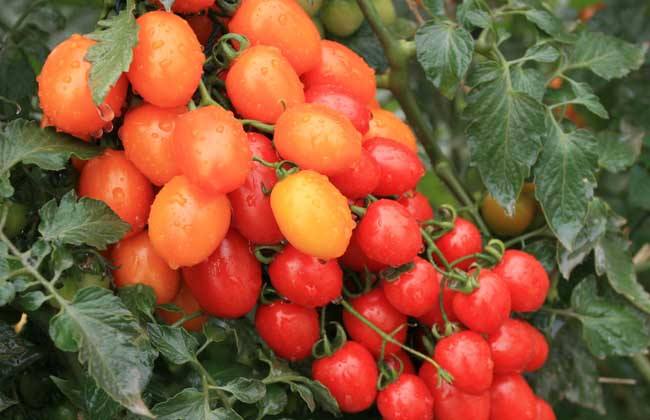 圣女果长得慢怎么办,圣女果怎么只长高不结果