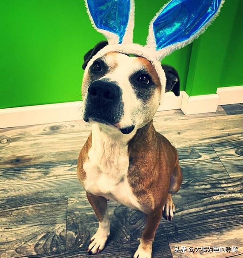 比特犬收容所关卡,比特犬被主人遗弃的后续