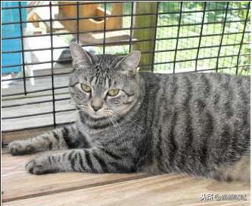 养猫新手买猫注意什么,新手养猫和买猫的注意事项