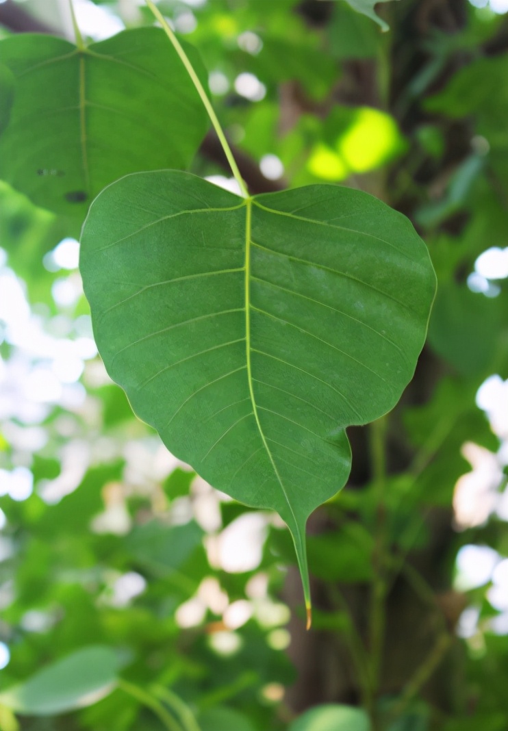 静心盘串修身养性,静心盘