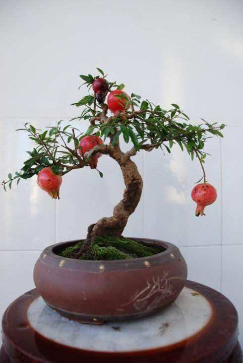 移栽的石榴树叶子掉了蔫了能活吗,石榴换盆后叶子蔫了怎么补救