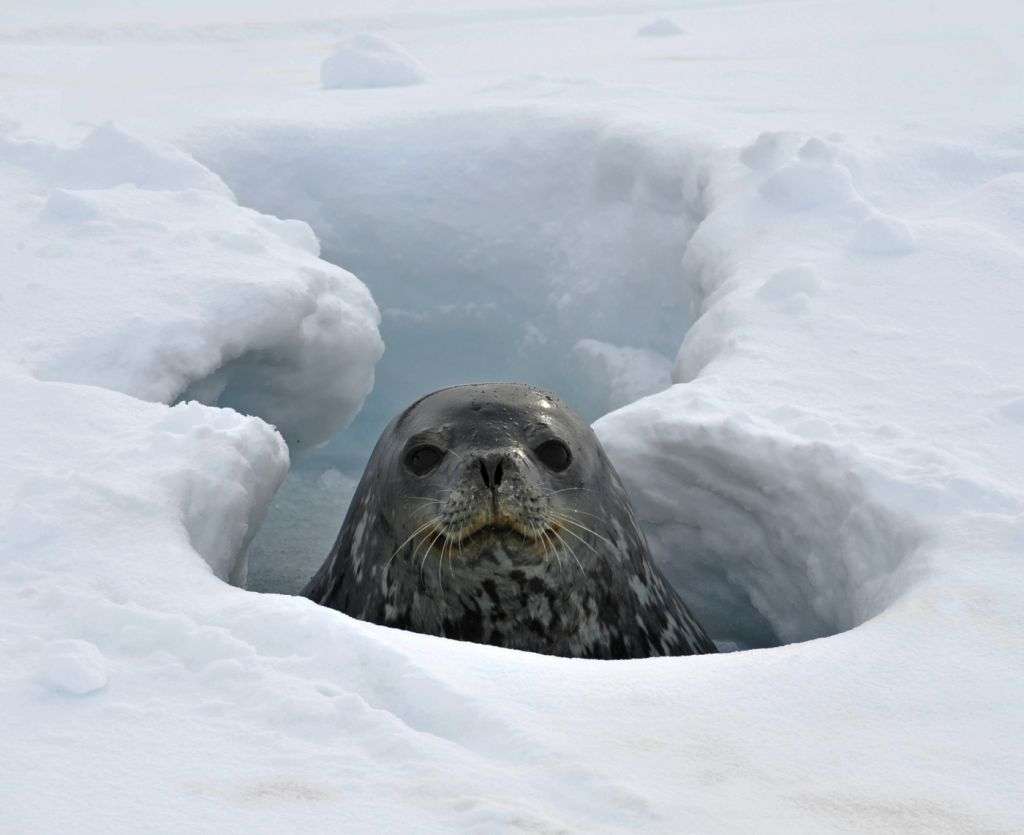 爱斯基摩人狩猎习俗,吃生肉的爱斯基摩人