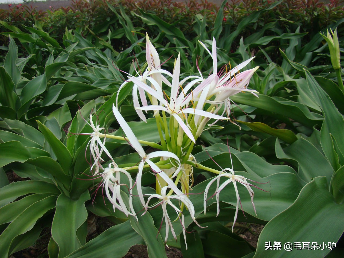 佛教的九种圣花,佛经中的四大天界宝花