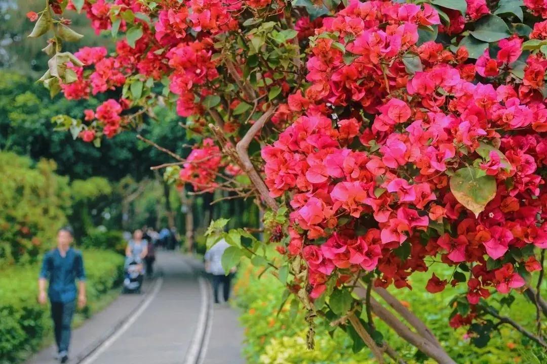 厦门最近哪里的花海最好看,江岭向日葵花海美成童话