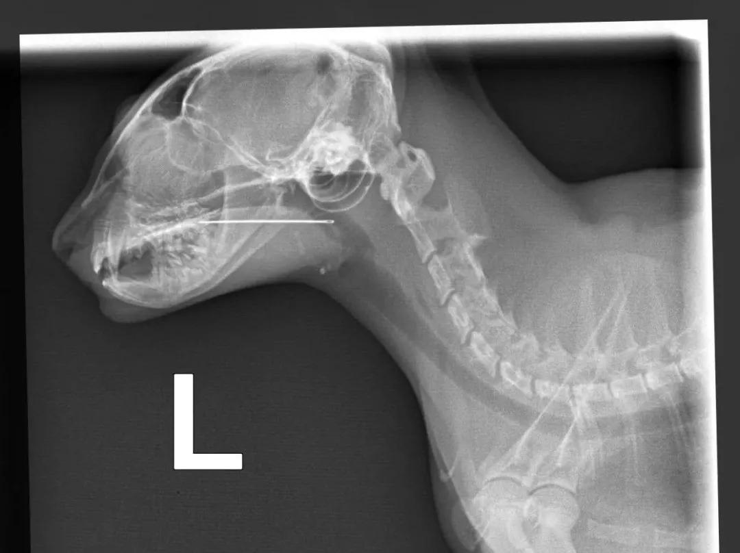 “我居然从猫屁股拽出了一根针！太可怕了！”