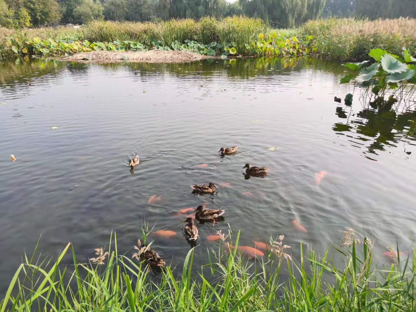 鸟是不是不好养,鸟好玩吗