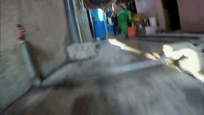 养一只流浪狗的感受,流浪狗的真实内心独白