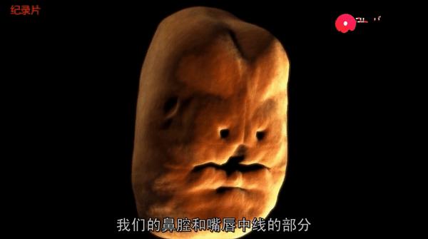 受孕、连体婴、唇裂...西瓜视频揭秘：五大不可思议的繁衍冷知识