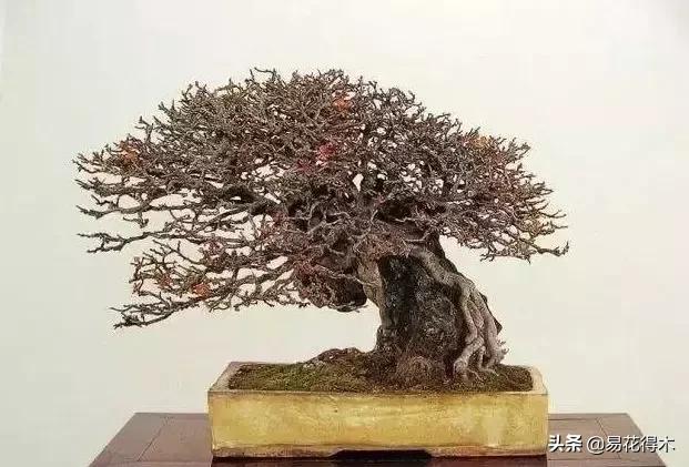 日本海棠的养殖方法,日本海棠花卉习性