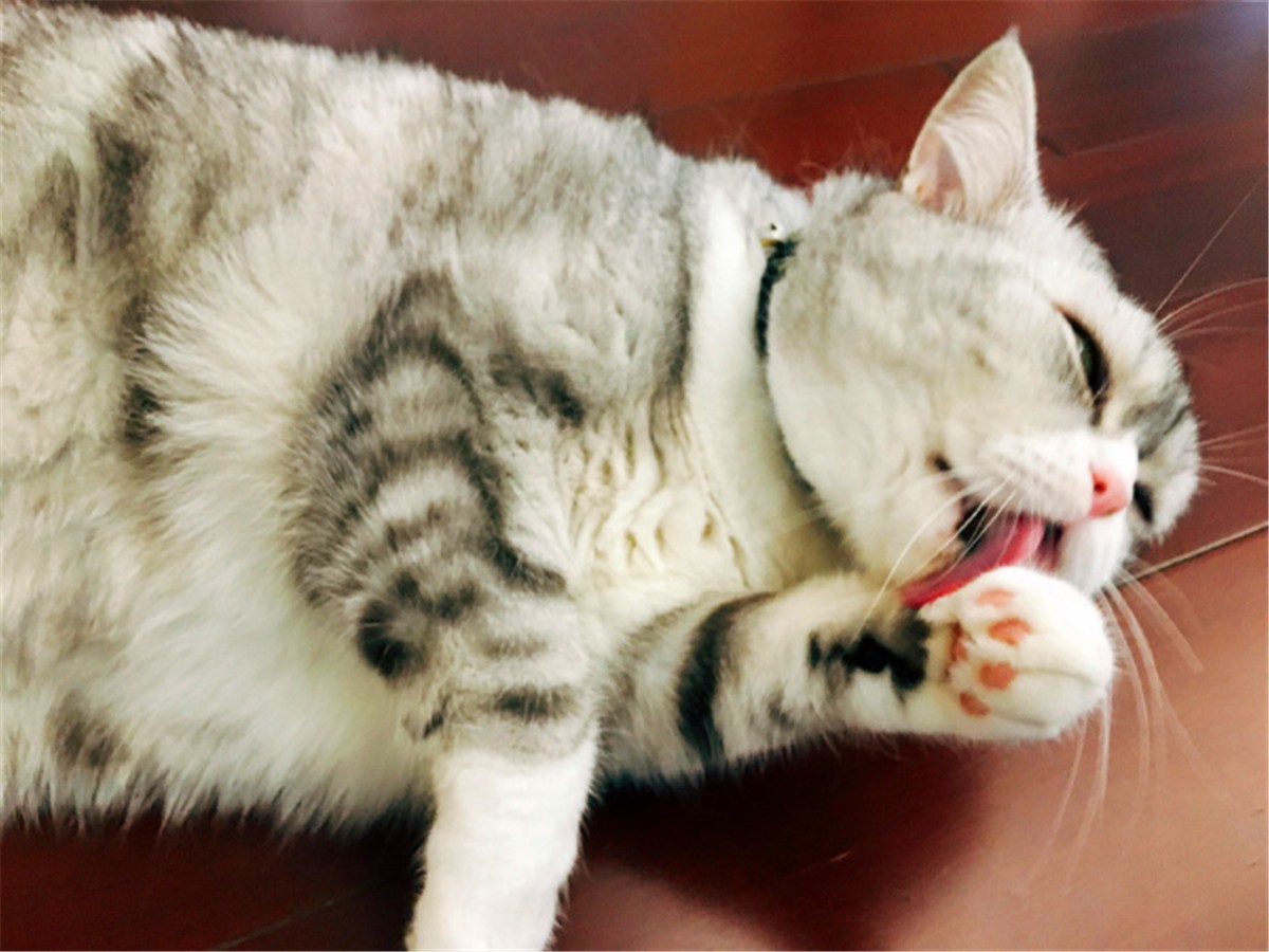 猫咪驱虫前有什么忌口的吗,猫咪驱虫注意事项以及禁忌