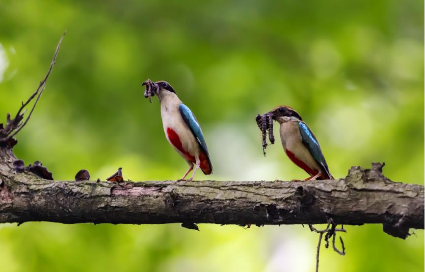 佳能eos鸟眼对焦,佳能拍飞鸟对焦最佳方法