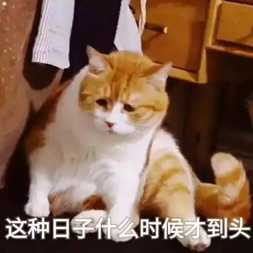 本国的猫可以听懂外国的猫叫吗 (中国的猫听得懂外国猫的叫声吗)