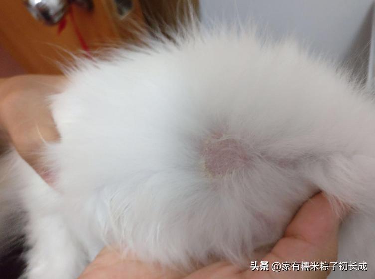 猫咪猫癣为什么反反复复,猫咪猫癣越来越多怎么处理